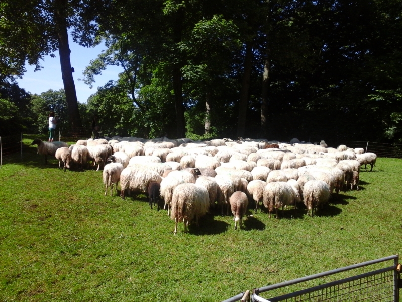 De Dieren in hun Omgeving