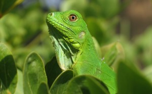 Curaçao, 2012