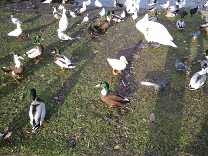 Zo zien de Vogels eruit